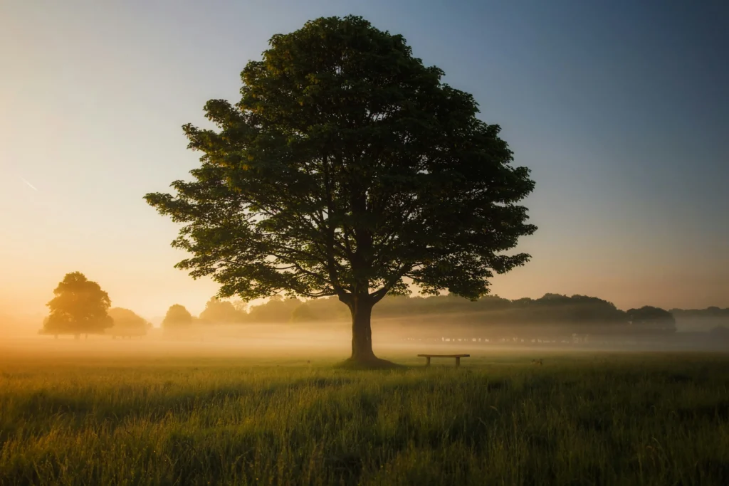 tree in sunrise